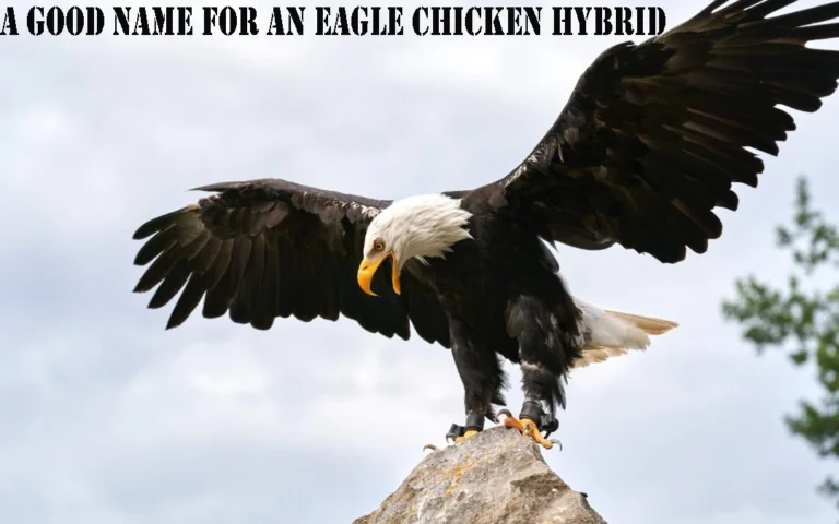 a good name for an eagle chicken hybrid